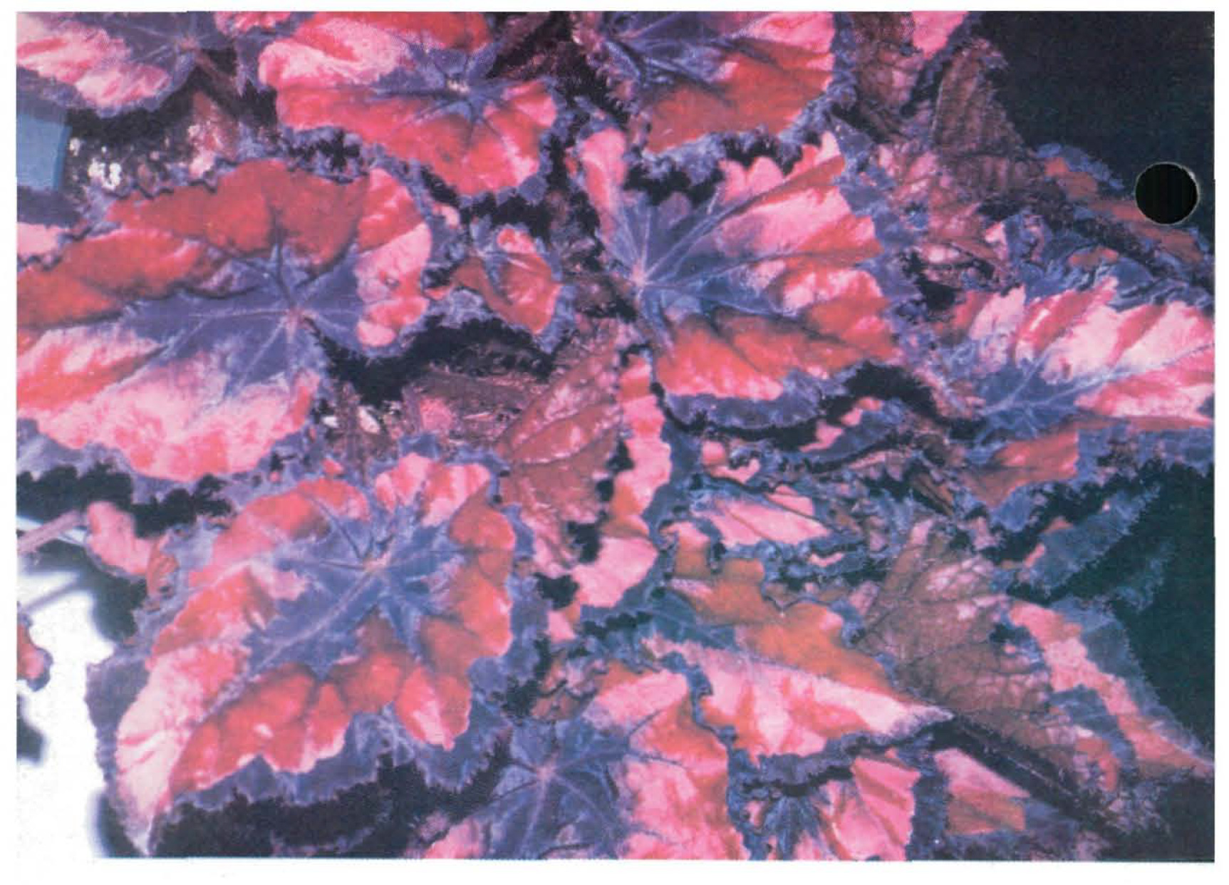 B. ‘Corazon Rojo’